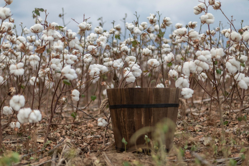 What is Egyptian Cotton Field 